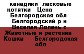 канадики, ласковые котятки › Цена ­ 2 500 - Белгородская обл., Белгородский р-н, Веселая Лопань с. Животные и растения » Кошки   . Белгородская обл.